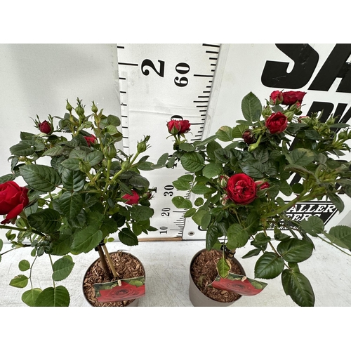 137 - A PAIR STANDARD ROSES ROSA ROYAL RED IN C-2 POTS HEIGHT 60CM TO BE SOLD FOR THE PAIR PLUS VAT