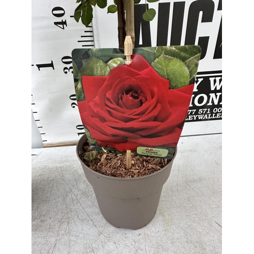 137 - A PAIR STANDARD ROSES ROSA ROYAL RED IN C-2 POTS HEIGHT 60CM TO BE SOLD FOR THE PAIR PLUS VAT