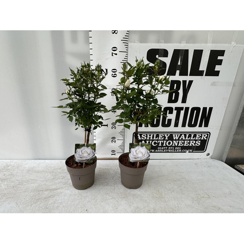 138 - A PAIR STANDARD ROSES ROSA ROYAL WHITE IN C-2 POTS HEIGHT 70CM TO BE SOLD FOR THE PAIR PLUS VAT