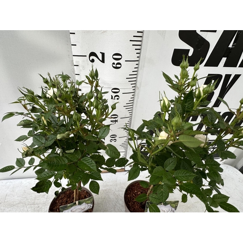 138 - A PAIR STANDARD ROSES ROSA ROYAL WHITE IN C-2 POTS HEIGHT 70CM TO BE SOLD FOR THE PAIR PLUS VAT