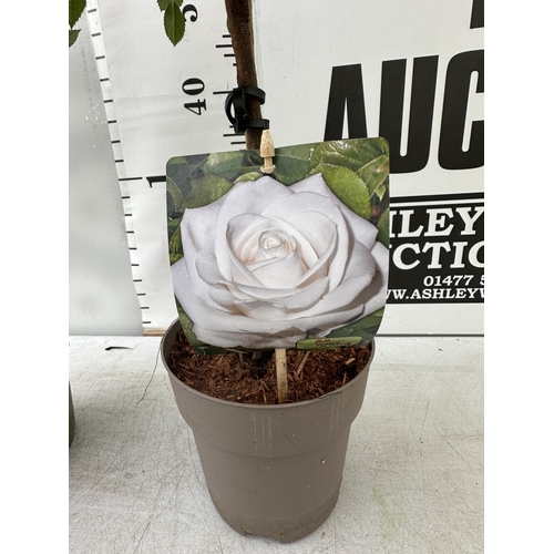 138 - A PAIR STANDARD ROSES ROSA ROYAL WHITE IN C-2 POTS HEIGHT 70CM TO BE SOLD FOR THE PAIR PLUS VAT