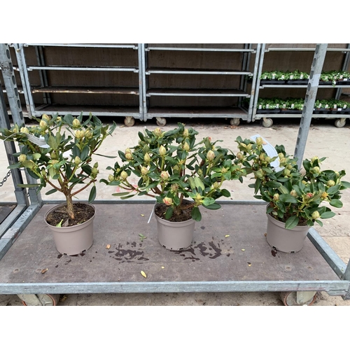 139 - THREE RHODODENDRON NANCY EVANS IN 3 LTR POTS HEIGHT 50CM TO BE SOLD FOR THE THREE PLUS VAT