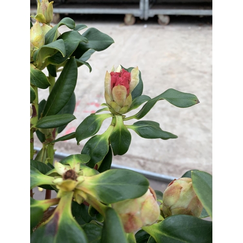 139 - THREE RHODODENDRON NANCY EVANS IN 3 LTR POTS HEIGHT 50CM TO BE SOLD FOR THE THREE PLUS VAT