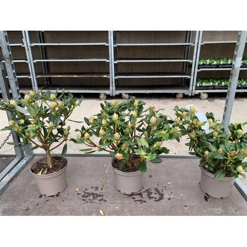 140 - THREE RHODODENDRON NANCY EVANS IN 3 LTR POTS HEIGHT 50CM TO BE SOLD FOR THE THREE PLUS VAT