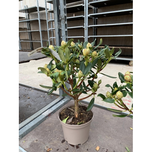 140 - THREE RHODODENDRON NANCY EVANS IN 3 LTR POTS HEIGHT 50CM TO BE SOLD FOR THE THREE PLUS VAT