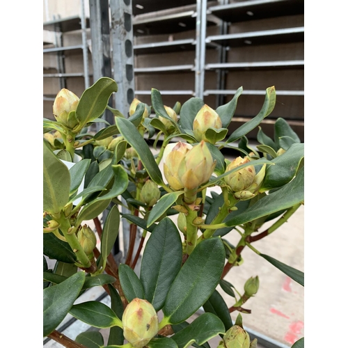 140 - THREE RHODODENDRON NANCY EVANS IN 3 LTR POTS HEIGHT 50CM TO BE SOLD FOR THE THREE PLUS VAT