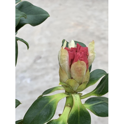 140 - THREE RHODODENDRON NANCY EVANS IN 3 LTR POTS HEIGHT 50CM TO BE SOLD FOR THE THREE PLUS VAT