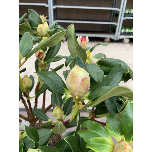 141 - THREE RHODODENDRON NANCY EVANS IN 3 LTR POTS HEIGHT 50CM TO BE SOLD FOR THE THREE PLUS VAT