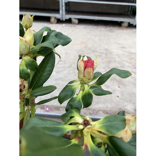 141 - THREE RHODODENDRON NANCY EVANS IN 3 LTR POTS HEIGHT 50CM TO BE SOLD FOR THE THREE PLUS VAT