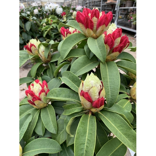 143 - TWO RHODODENDRON  XXL PINK/WHITE IN 7.5 LTR POTS HEIGHT 60-70CM TO BE SOLD FOR THE TWO PLUS VAT