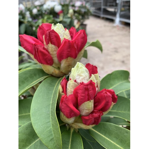 143 - TWO RHODODENDRON  XXL PINK/WHITE IN 7.5 LTR POTS HEIGHT 60-70CM TO BE SOLD FOR THE TWO PLUS VAT