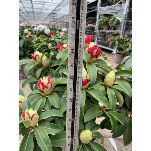 143 - TWO RHODODENDRON  XXL PINK/WHITE IN 7.5 LTR POTS HEIGHT 60-70CM TO BE SOLD FOR THE TWO PLUS VAT