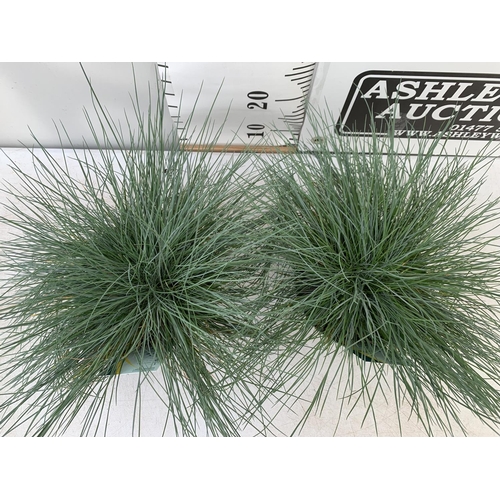 146 - TWO FESTUCA GLAUCA 'INTENSE BLUE' ORNAMENTAL GRASSES IN 2 LTR POTS APPROX 35CM IN HEIGHT PLUS VAT TO... 