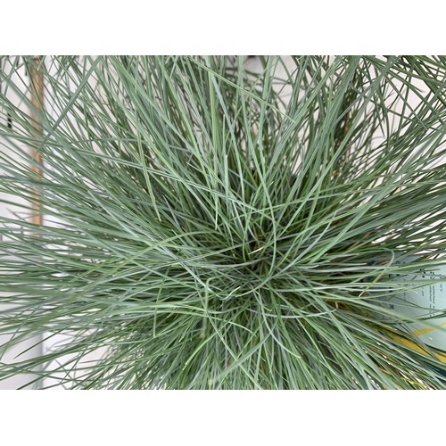 146 - TWO FESTUCA GLAUCA 'INTENSE BLUE' ORNAMENTAL GRASSES IN 2 LTR POTS APPROX 35CM IN HEIGHT PLUS VAT TO... 