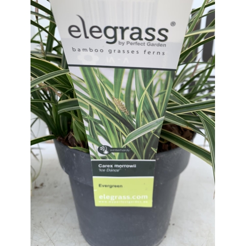 147 - TWO HARDY ORNAMENTAL GRASSES CAREX 'EVERGOLD' AND MORROWII 'ICE DANCE' IN 3 LTR POTS APPROX 50CM IN ... 