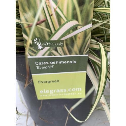 147 - TWO HARDY ORNAMENTAL GRASSES CAREX 'EVERGOLD' AND MORROWII 'ICE DANCE' IN 3 LTR POTS APPROX 50CM IN ... 