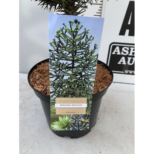 150 - ONE MONKEY PUZZLE TREE ARAUCARIA ARAUCANA APPROX 70CM IN HEIGHT IN A 5 LTR POT PLUS VAT