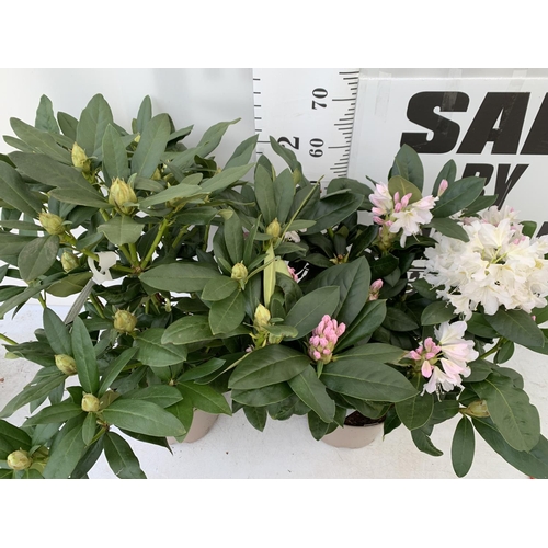 152 - TWO LARGE RHODODENDRONS CUNNINGHAM'S WHITE IN 7.5 LTR POTS APPROX 70CM IN HEIGHT PLUS VAT TO BE SOLD... 