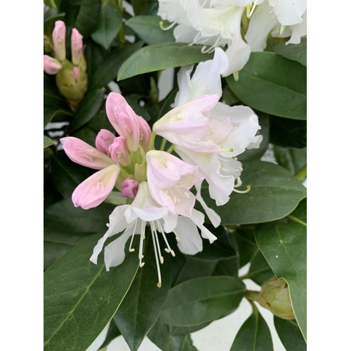 152 - TWO LARGE RHODODENDRONS CUNNINGHAM'S WHITE IN 7.5 LTR POTS APPROX 70CM IN HEIGHT PLUS VAT TO BE SOLD... 