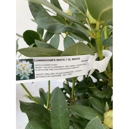 152 - TWO LARGE RHODODENDRONS CUNNINGHAM'S WHITE IN 7.5 LTR POTS APPROX 70CM IN HEIGHT PLUS VAT TO BE SOLD... 