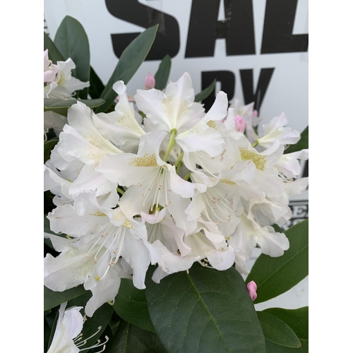 152 - TWO LARGE RHODODENDRONS CUNNINGHAM'S WHITE IN 7.5 LTR POTS APPROX 70CM IN HEIGHT PLUS VAT TO BE SOLD... 