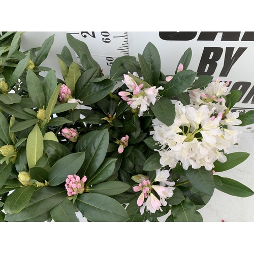 152 - TWO LARGE RHODODENDRONS CUNNINGHAM'S WHITE IN 7.5 LTR POTS APPROX 70CM IN HEIGHT PLUS VAT TO BE SOLD... 