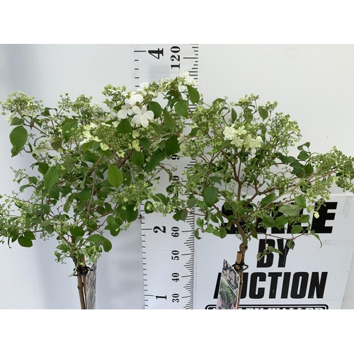 155 - TWO VIBURNUM PLICATUM 'WATANABE' STANDARD TREES APPROX 120CM IN HEIGHT IN 3LTR POTS PLUS VAT TO BE S... 