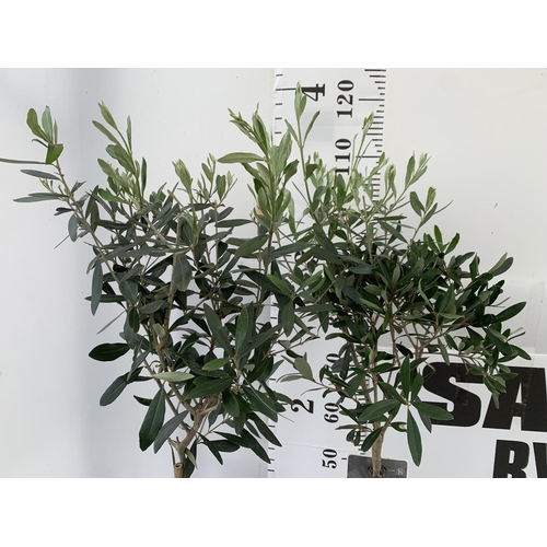 181 - TWO OLIVE EUROPEA STANDARD TREES APPROX 120CM IN HEIGHT IN 3LTR POTS NO VAT TO BE SOLD FOR THE TWO