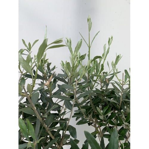 181 - TWO OLIVE EUROPEA STANDARD TREES APPROX 120CM IN HEIGHT IN 3LTR POTS NO VAT TO BE SOLD FOR THE TWO