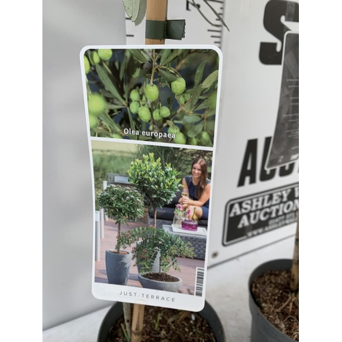 181 - TWO OLIVE EUROPEA STANDARD TREES APPROX 120CM IN HEIGHT IN 3LTR POTS NO VAT TO BE SOLD FOR THE TWO