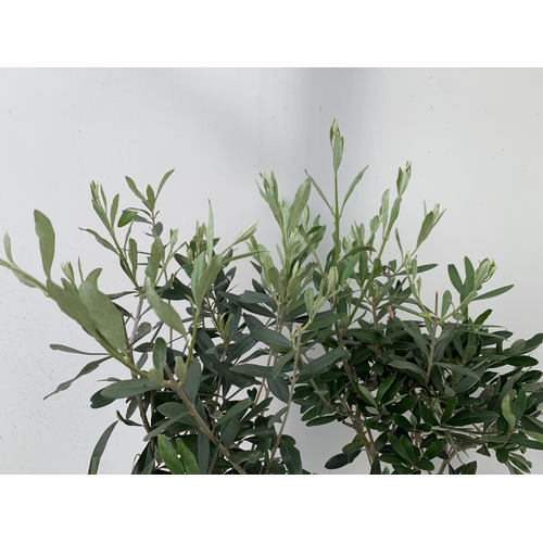 181 - TWO OLIVE EUROPEA STANDARD TREES APPROX 120CM IN HEIGHT IN 3LTR POTS NO VAT TO BE SOLD FOR THE TWO