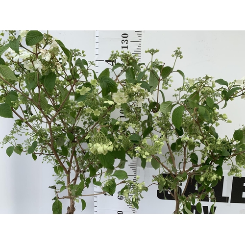 183 - TWO VIBURNUM PLICATUM 'WATANABE' STANDARD TREES APPROX 130CM IN HEIGHT IN 3LTR POTS PLUS VAT TO BE S... 