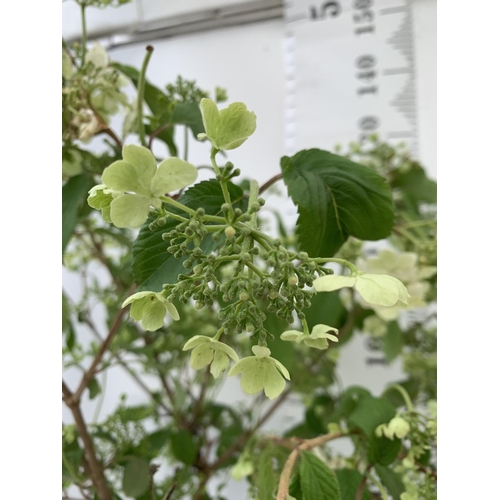 183 - TWO VIBURNUM PLICATUM 'WATANABE' STANDARD TREES APPROX 130CM IN HEIGHT IN 3LTR POTS PLUS VAT TO BE S... 