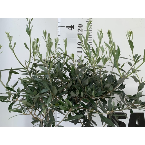 20 - TWO OLIVE EUROPEA STANDARD TREES APPROX 120CM IN HEIGHT IN 3LTR POTS NO VAT TO BE SOLD FOR THE TWO