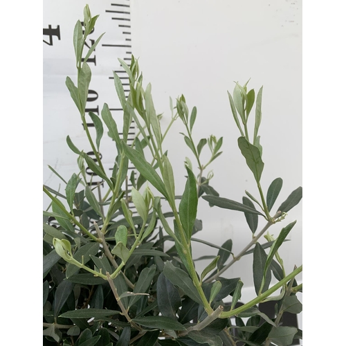 20 - TWO OLIVE EUROPEA STANDARD TREES APPROX 120CM IN HEIGHT IN 3LTR POTS NO VAT TO BE SOLD FOR THE TWO