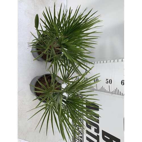 200 - TWO CHAMAEROPS HUMILIS HARDY IN 3 LTR POTS APPROX 60CM IN HEIGHT PLUS VAT TO BE SOLD FOR THE TWO