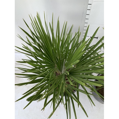 200 - TWO CHAMAEROPS HUMILIS HARDY IN 3 LTR POTS APPROX 60CM IN HEIGHT PLUS VAT TO BE SOLD FOR THE TWO