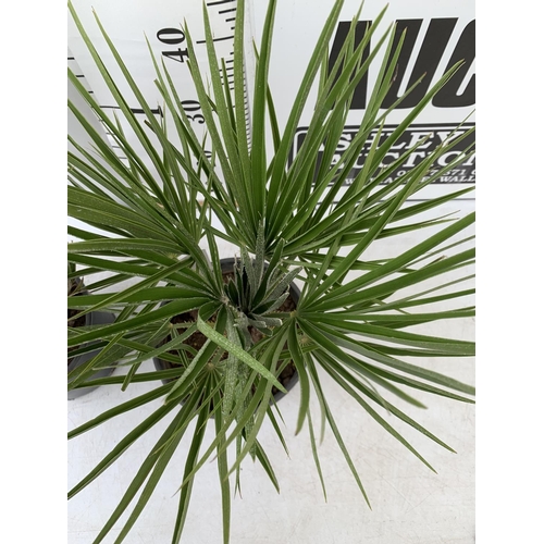 200 - TWO CHAMAEROPS HUMILIS HARDY IN 3 LTR POTS APPROX 60CM IN HEIGHT PLUS VAT TO BE SOLD FOR THE TWO