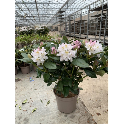 203 - TWO RHODODENDRON CUNNINGHAMS WHITE IN 7.5 LTR POTS HEIGHT 65 -70CM TO BE SOLD FOR THE TWO PLUS VAT