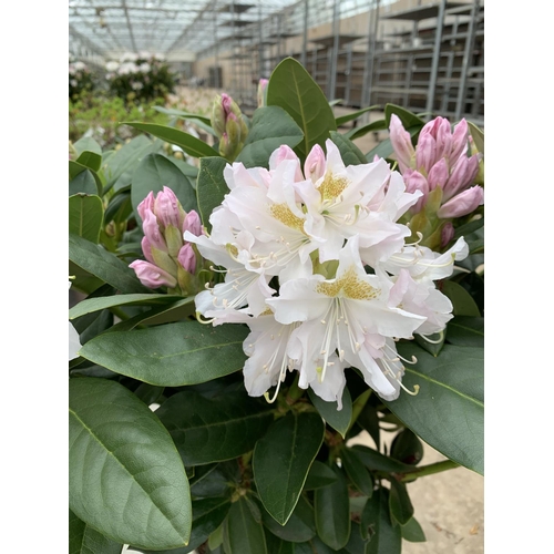 203 - TWO RHODODENDRON CUNNINGHAMS WHITE IN 7.5 LTR POTS HEIGHT 65 -70CM TO BE SOLD FOR THE TWO PLUS VAT