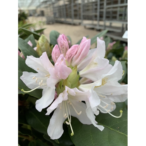 203 - TWO RHODODENDRON CUNNINGHAMS WHITE IN 7.5 LTR POTS HEIGHT 65 -70CM TO BE SOLD FOR THE TWO PLUS VAT