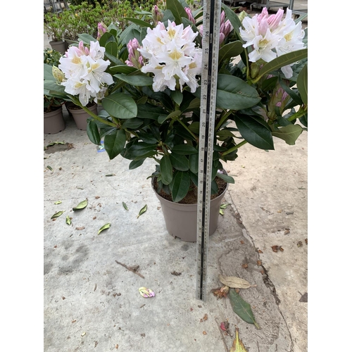 203 - TWO RHODODENDRON CUNNINGHAMS WHITE IN 7.5 LTR POTS HEIGHT 65 -70CM TO BE SOLD FOR THE TWO PLUS VAT