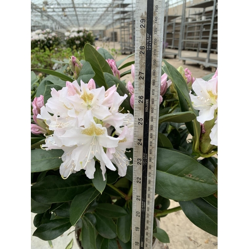 203 - TWO RHODODENDRON CUNNINGHAMS WHITE IN 7.5 LTR POTS HEIGHT 65 -70CM TO BE SOLD FOR THE TWO PLUS VAT