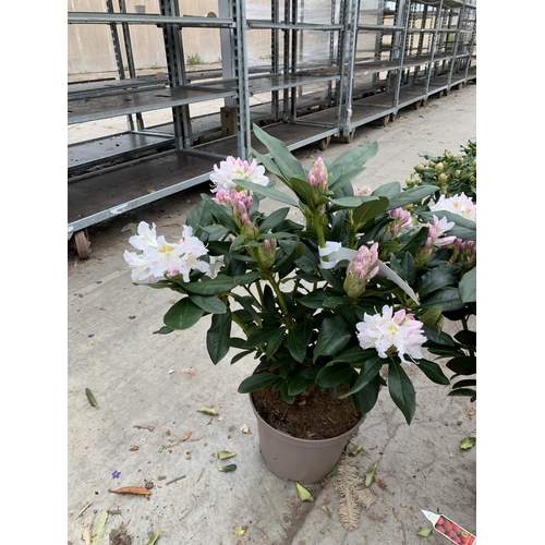 204 - THREE RHODODENDRON CUNNINGHAMS WHITE IN 7.5 LTR POTS HEIGHT 65 -70CM TO BE SOLD FOR THE THREE PLUS V... 