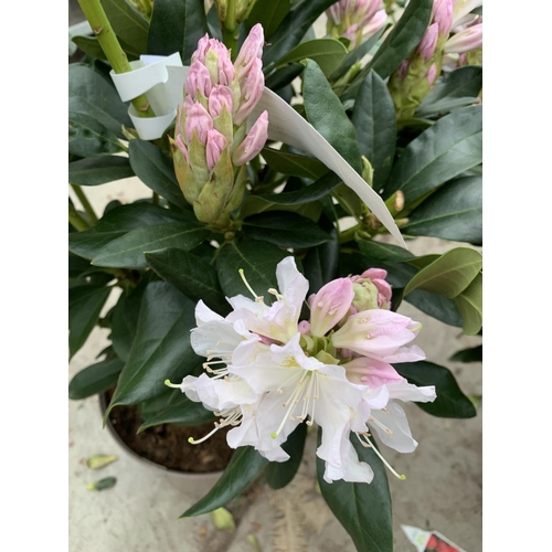 204 - THREE RHODODENDRON CUNNINGHAMS WHITE IN 7.5 LTR POTS HEIGHT 65 -70CM TO BE SOLD FOR THE THREE PLUS V... 