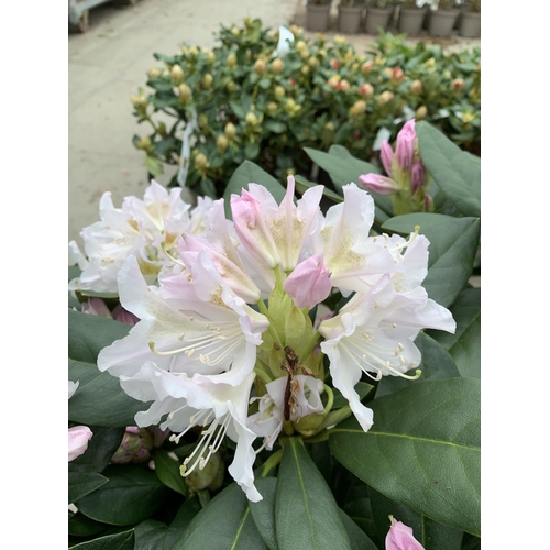 204 - THREE RHODODENDRON CUNNINGHAMS WHITE IN 7.5 LTR POTS HEIGHT 65 -70CM TO BE SOLD FOR THE THREE PLUS V... 