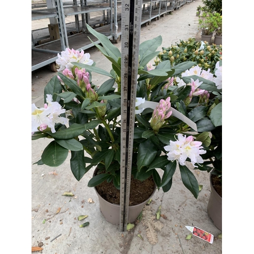 204 - THREE RHODODENDRON CUNNINGHAMS WHITE IN 7.5 LTR POTS HEIGHT 65 -70CM TO BE SOLD FOR THE THREE PLUS V... 