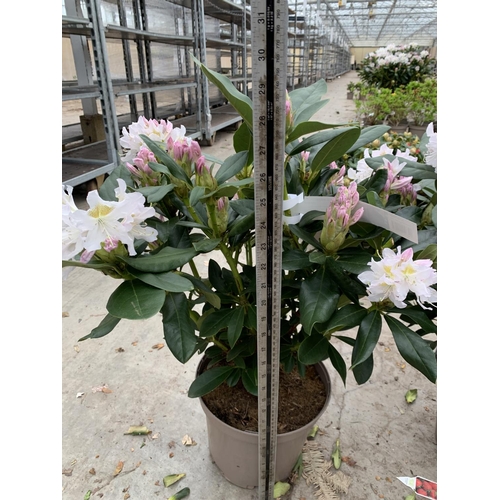 204 - THREE RHODODENDRON CUNNINGHAMS WHITE IN 7.5 LTR POTS HEIGHT 65 -70CM TO BE SOLD FOR THE THREE PLUS V... 