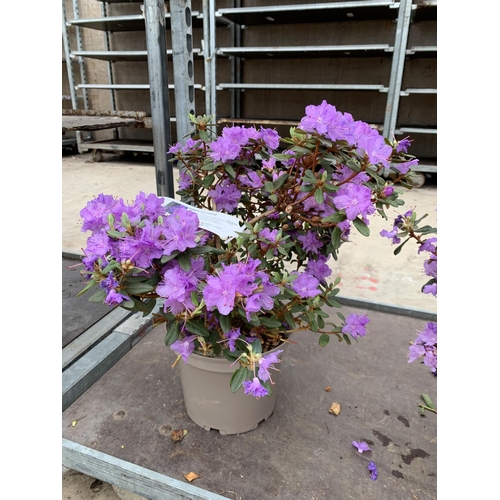 205 - THREE AZALEA RAMAPO PURPLE IN 3 LTR POTS HEIGHT 40 -50CM TO BE SOLD FOR THE THREE PLUS VAT