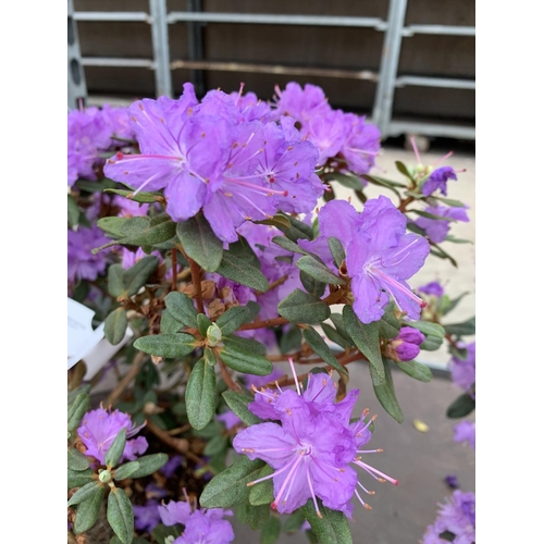 205 - THREE AZALEA RAMAPO PURPLE IN 3 LTR POTS HEIGHT 40 -50CM TO BE SOLD FOR THE THREE PLUS VAT